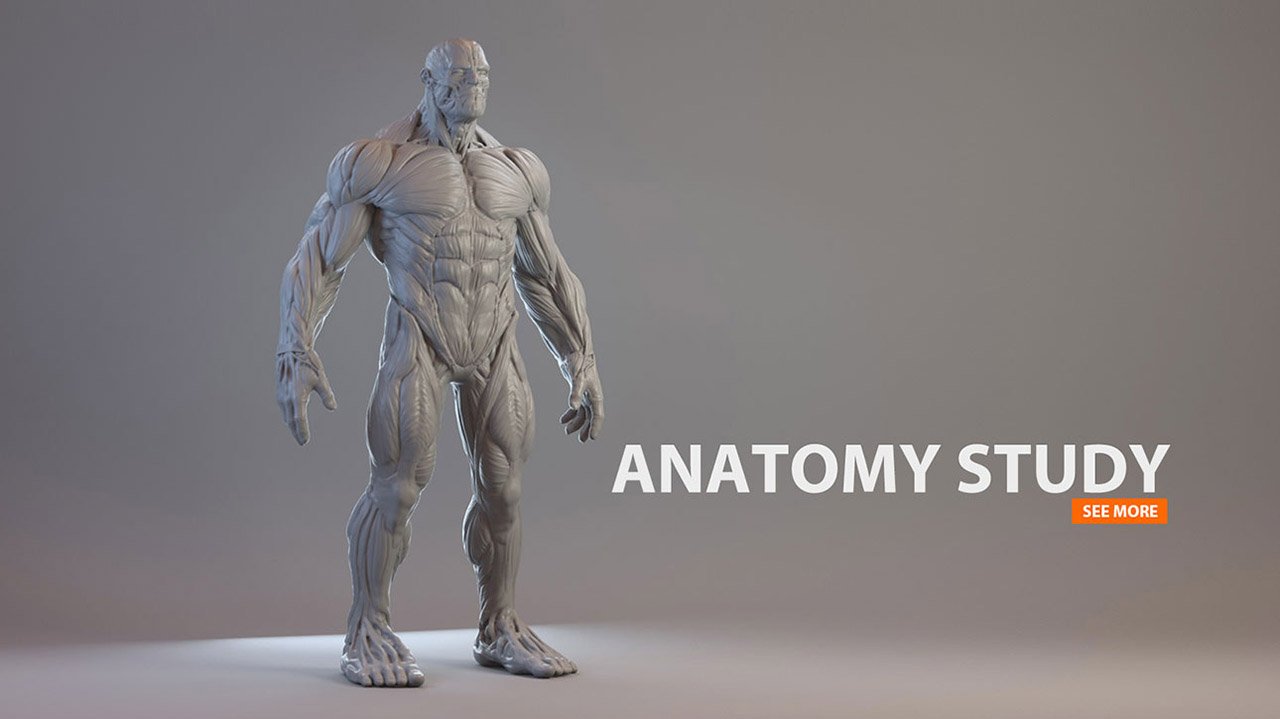 The incredible Hulk | Anatomy Studies